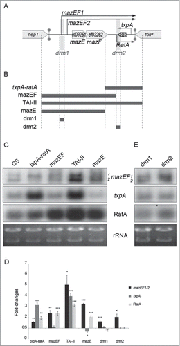 Figure 1. Crosstalk regulation at the TAI-II locus between mazEF and txpA-ratA modules. (A). Gene organization and transcripts expressed by the TAI-II locus in the E. faecalis V583 isolate. (B). DNA regions used to overexpress various portions of the TAI-II locus. (C). Northern blots showing steady-state RNA levels expressed by genes mazEF, txpA, and ratA. Each lane indicates the portion of the TAI-II locus present as multicopy in addition to the chromosomal copy, as described in panel B. ‘CS’: V583 strain carrying the empty vector. Transcripts detected are mentioned on the right side of the panel. Exposure times were optimized for each panel for visualization. (D). Diagram showing fold changes of RNA levels normalized to levels in CS considered as equal to 1. p-values from statistical analysis (Student t test) are reported as ‘*’: p ≤ 0.05; ‘**’: p ≤ 0.01; ‘***’: p ≤0 .001. (E). Steady state RNA levels originating from the TAI-II locus in strains carrying an increased copy number of drm sequences.