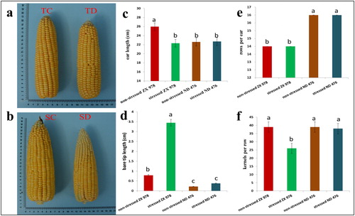 Figure 1. Phenotypic characterization of the two maize hybrid lines (drought-tolerant ND 476, T; and drought-sensitive ZX 978, S) ears’ responses to drought stress. Observations/measurements were made after 12 days of water-sufficient (control, C) or water-deficit (drought, D) conditions. (a-b) Ear phenotypes; (c) ear length; (d) ear bare tip length; (e) kernel rows per ear; (f) number of kernels per row. Data are presented as mean values ± standard errors (n = 3). Different letters on error bars indicate significant differences at p < 0.05; For c-f, each replication is an average for the measurement of 10 ears.