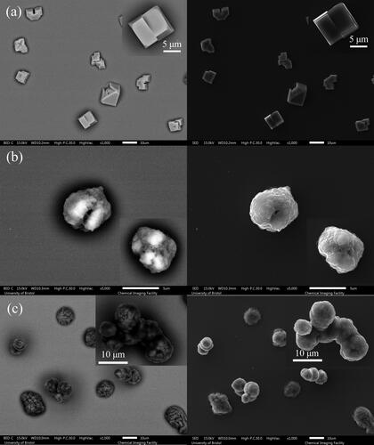 Figure 2. SEM images of (a) NaCl of 0.1 MFS concentration, (b) AS (non-mucin) from (Woo et al. Citation2010), and (c) DMEM (with 10% FBS, non-mucin) droplet drying at 40%RH. Note, each figure is composed of images from the backscattered electron detector (BED) (left) as well as the secondary electron detector (SED) (right), where the image produced by the BED reveals more subsurface structure. Typically, the number of backscattered electrons reaching the detector is proportional to the mean atomic number of the sample. In this case, we can clearly observe the brighter part from inorganic salt, and the darker parts from the organic fractions e.g., in (c) DMEM particles.