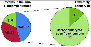 Figure 2. Graphical representation of the conservation of small ribosomal subunit protein families between different domains of life (E: Eukarya, A: Archaea, and B: Bacteria; left pie chart). Fifteen protein families are conserved across all domains (EAB) and 13 of these 15 conserved families have evolved eukaryote-specific extensions (right pie chart).