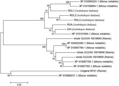 Figure 2. Phylogenetic tree of 17 DELLA proteins from ramie, Morus notabilis and Arabidopsis sp. The unrooted tree was generated using the neighbour-joining method from the MEGA 4 programme. Bootstrap values from 1000 replicates are indicated at each node.