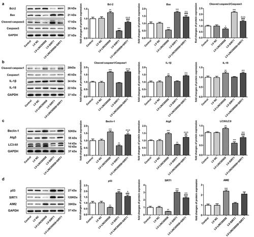 Figure 6. A. LINC00958 and SIRT1 regulated mitochondrial-mediated apoptosis pathway. B LINC00958 regulated inflammasome-mediated pyroptosis-related proteins. C. LINC00958 and SIRT1 regulated autophagy-related proteins. D p53, SIRT1 and AIM2 levels were affected by LINC00958 and SIRT1. Data was shown as mean±SD. ***p < 0.001 or **p < 0.01 compared with LV-NC. ΔΔΔ p < 0.001, ΔΔp<0.01 or Δp<0.05 compared with LV-SIRT. ### p < 0.001, ## p < 0.01 or #p < 0.05 compared with LV-LINC00958