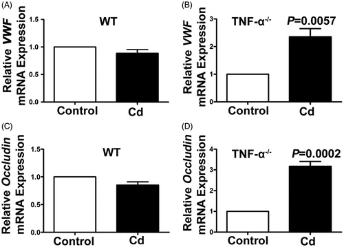 Figure 2. Effects of Cd on vWF and occludin gene expression in TNF-α−/− and WT mice. Relative mRNA expressions of vWF (A) and occluding (C) in the kidneys from WT mice treated with CdCl2 for 4 days were determined by using qRT-PCR (n = 3). Relative mRNA expression of vWF (B) (p = 0.0057) and occludin(D) (p = 0.0002) in the kidney from TNF-α−/− mice treated with CdCl2 for 4 days were determined by using qRT-PCR (n = 3).