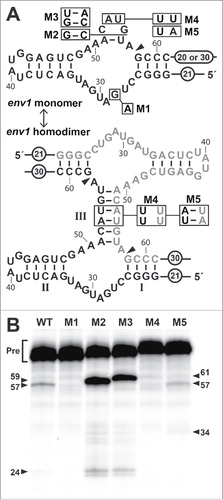 Figure 2. Sequence, predicted secondary structures, and functional characteristics of env1, a representative SSIII hammerhead. (A) Sequence and secondary structure prediction for a single WT env1 RNA (top) and 2 env1 RNAs forming a dimer (bottom). Constructs carrying mutations at specific sites (boxed) are designated M1 through M5. Note that M2 and M3 are insertions at the location indicated by the line. Encircled numbers indicate the length of added native nucleotides surrounding the conserved ribozyme core. 20 nucleotides were present on the 3′ terminus of the WT, M1, M2 and M3 constructs, whereas 30 nucleotides were present on constructs M4 and M5. Arrowhead designates the site of cleavage, and nucleotide numbering is relative to the in vitro transcription start site. (B) Co-transcriptional cleavage of WT env1 and its mutants was monitored by denaturing polyacrylamide gel electrophoresis (PAGE) of internally 32P-labeled RNA (α-32P-GTP) (see Materials and Methods for details). Full-length precursor (Pre) RNAs in nucleotides are 82 (WT and M1), 84 (M2), 86 (M3) and 92 (M4 and M5). Ribozyme cleavage product bands in nucleotides are 57 and 24 (WT and M1), 59 and 24 (M2), 61 and 24 (M3), and 57 and 35 (M4 and M5) as annotated with numbered arrowheads.