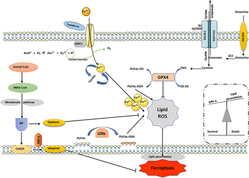 Figure 3 Regulatory pathways involved in ferroptosis. In ferroptosis, PUFAs are oxidized by free radicals due to lipid peroxidation. Hydroxyl facilitates lipid peroxidation, which causes stress-induced cell damage. Ferrous iron catalyzes these lipid hydroperoxides (LOOHs) into ROS molecules, followed by impairing cell membrane integrity. By turning damaging lipid hydroperoxides into lipid alcohols with the help of glutathione (GSH), GPX4 controls ferroptosis. Cystine is crucial for controlling lipid peroxidation by keeping GSH levels stable. SLC7A11 is a key regulator of SystemXc and is responsible for facilitating cystine/glutamate transport. Lipoperoxidation is inhibited by FSP-1, which is a NADPH-dependent coenzyme Q10 oxidoreductase located in cell membranes. Lipophilic radicals are contained within them, stopping the dissemination of lipid peroxide. This figure was created using Servier Medical Art Commons Attribution 3.0 Unported Licence (https://smart.servier.com/).