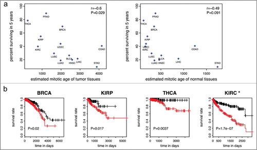 Figure 4. Mitotic age of tumor tissues and cancer survival. (a) Higher averaged estimated mitotic ages of tumor tissues are associated with lower 5-year survival rates across the 13 cancer types in the training and testing data with r = −0.6 (P = 0.029) (left panel). The correlation is weaker and not significant for mitotic age of normal adjacent tissues (right panel). (b) Higher mitotic age is associated with worse survival in some cancers.