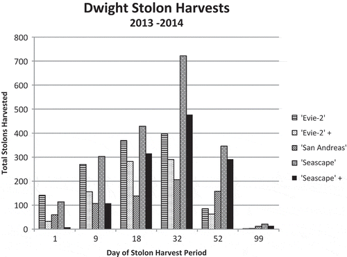 Figure 3. Actual total number of stolons removed during a 99-day period for five cultivars at the grower-cooperator location (experiment 4). Day 18 is November 8, which corresponds to week 8.5, and day 32 corresponds to week 11 (November 22) in the production timeline.