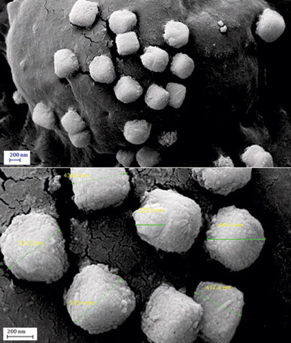 Figure 3. FE-SEM images of CuO NPs@Pectin.