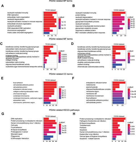 Figure 3 Functional enrichment analysis of PDIA4 in TCGA and CGGA cohorts. Data of all grades of glioma were used in this analysis. (A and B) The top10 biological process terms of GO enrichment analysis based on TCGA and CGGA datasets, respectively. (C and D) The top10 molecular function terms of GO enrichment analysis based on TCGA and CGGA datasets, respectively. (E and F) The top10 cellular component terms of GO enrichment analysis based on TCGA and CGGA datasets, respectively. (G and H) KEGG pathway analysis based on TCGA and CGGA datasets and the top 10 terms were visualized.