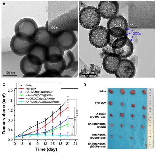 Figure 2 The morphology and in vivo antitumor activity of HA-HMCN(DOX)@GQDs.Notes: (A) TEM images of HMCN and the mesoporous shell of HMCN (inset). (B) TEM images of HA-HMCN(DOX)@GQDs and GQDs (inset). (C) Relative tumor volume after various treatments (n=4). (D) The photographs of the tumors from each group of mice at the end of therapy on day 21. *p < 0.01, **p < 0.05, and ***p < 0.01. Adapted from Fang J, Liu Y, Chen Y, Ouyang D, Yang G, Yu T. Graphene quantum dots-gated hollow mesoporous carbon nanoplatform for targeting drug delivery and synergistic chemo-photothermal therapy. Int J Nanomedicine. 2018;13:5991–6007. © 2018 Fang et al.Citation51Abbreviations: TEM, transmission electron microscopy; HA, hyaluronic acid; HMCN, hollow mesoporous carbon nanoparticle; DOX, doxorubicin; GQDs, graphene quantum dots.