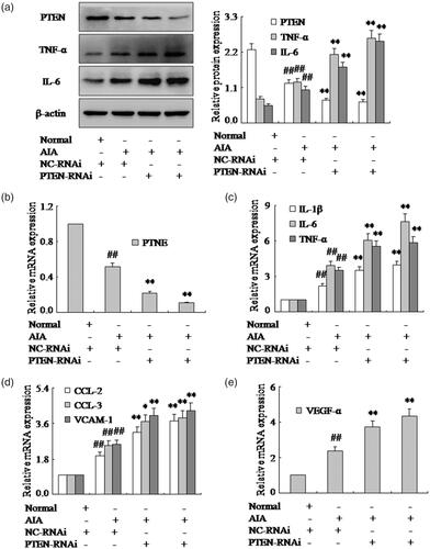 Figure 3. Inhibition of PTEN expression with PTEN-RNAi promotes pro-inflammatory cytokines and chemokines of FLSs. (a) The protein levels of PTEN, TNF-α and IL-6 were analyzed by Western blotting in FLSs with PTEN-RNAi in AIA. (b) The mRNA levels of PTEN were analyzed by q-PCR assays with PTEN-RNAi. (c) The q-PCR assays analyzed IL-1β, IL-6 and TNF-α mRNA in FLSs with PTEN-RNAi. (d) After FLSs were incubated with PTEN-RNAi, the mRNA levels of CCL-2, CCL-3 and VCAM-1 were analyzed by q-PCR assays in AIA. (e) FLSs were treated with PTEN-RNAi, the mRNA level of VEGF-α was analyzed by q-PCR assays in AIA. All values were expressed as mean ± SD. ##p < .01 vs. normal group. *p < .05, **p < .01 vs. AIA group.