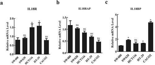 Figure 1. Expression levels of IL-18R, IL-18RAP, and IL-18BP in different colorectal cancer cell lines