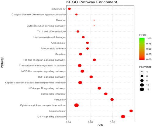 Figure 8. KEGG enrichment analysis displaying the top 20 significantly enriched KEGG terms.