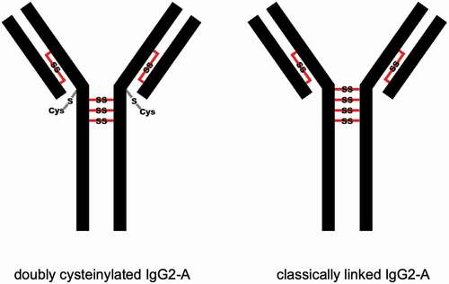 Figure 2. Depictions of doubly cysteinylated and classically linked IgG2-A forms. “Cys” denotes a terminal cysteine molecule that is disulfide bonded to a cysteine on the antibody. Modified and used with permission of American Chemical Society, from ref.;Citation15 permission conveyed through Copyright Clearance Center, Inc