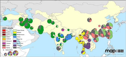 Figure 3. Map illustrates the diversity of common variants of G6PD deficiency in eastern Asia and dominance of Mediterranean variant in western Asia. Reproduced from CitationRef. 60 published under Creative Commons license.