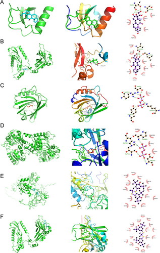 Figure 3 Molecular docking analysis results. (A and B) Molecular docking patterns for TGFB1 (A) and CCL5 (B) and triamcinolone acetonide. A schematic representation of the protein structure (left), overall structure with docking results (middle) and docking details (right). (C and D) Molecular docking patterns for LCN2 (C) and LTF (D) and potassium persulfate. A schematic representation of the protein structure (left), overall structure with docking results (middle) and docking details (right). (E and F) Molecular docking patterns for TGFB1 (E) and MMP9 (F) and probucol. A schematic representation of the protein structure (left), overall structure with docking results (middle) and docking details (right).