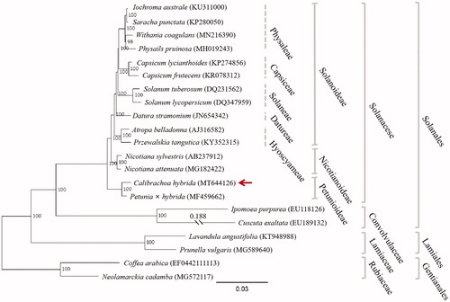 Figure 1. Maximum likelihood tree showing the phylogenetic position of Calibrachoa hybrida (arrowed) based on the complete chloroplast genome sequences of 21 species from Solanales, Lamiales, and Gentianales, with Coffea arabica and Neolamarckia cadamba as outgroup. Bootstrap values (1000 replicates) are indicated at nodes. Distance shown for truncated branches. Sequences retrieved from GenBank. Scale bar: substitutions per site.