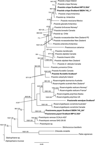 Fig. 1. Phylogram inferred from Maximum Likelihood analysis of the rbcL dataset of Prasiolales with ML bootstrap support (BP) and Bayesian posterior probabilities (PP) indicated at the nodes. BP values lower than 60% and PP lower than 0.9 are not reported. Samples from Svalbard are marked in bold; asterisks indicate new sequences generated in this study.