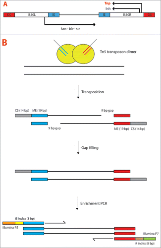 Figure 2. (A) Structure of the transposon Tn5. In the transposon Tn5 2 near-identical Insertion Sequences (IS50L and IS50R, where “L” and “R” stand for “Left” and “Right,” respectively) bracket 3 antibiotic resistance genes [kan (kanamycin resistance), ble (bleomycin resistance) and str (streptomycin resistance)]. Each IS50 sequence contains 2 inverted 19-bp End Sequences (ESs), an Outside End (OE) and an Inside End (IE). IS50R encodes the functional transposase protein (Tnp) as well as an inhibitor of transposition (Inh). Wild-type ESs have a limited utility due their relatively low activity and were therefore replaced in vitro by hyperactive Mosaic End (ME) sequences which is, as the name indicates, contains elements from both the ES. Adapted and modified from ref. 45. (B) Tn5 transposase-mediated library preparation. Each monomer of Tn5 transposase contains one of 2 partly double-stranded oligonucleotides (here indicated in cyan and red). The double-stranded portion of each oligonucleotide is the hyperactive ME sequence necessary for transposition and is always 19 bp long. The gray-color bar is a Connecting Sequence (CS), which in the Nextera applications is 14 bp long. In the presence of magnesium chloride 2 Tn5 transposase monomers dimerize and become capable of cutting double-stranded DNA in a near-to-random fashion. The ME sequences are then appended to the DNA in a 5-minutes reaction, creating a 9 bp gap in the non-transferred strand. The gap is later filled by a DNA Polymerase. All the fragments carrying different adaptors are amplified by an “enrichment PCR” that also introduces a 8 bp index sequence (for multiplexing purposes) as well as the Illumina P5 and P7 adaptors (necessary for sequencing).