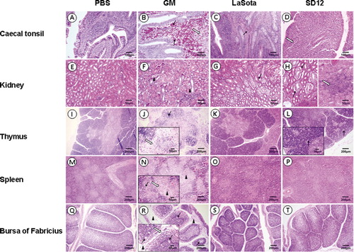 Figure 5. Histopathology of tissues from 3-week-old chickens infected with GM, SD12 or LaSota (H&E). (A–D) Solid arrows indicate extravasated blood, and open arrows indicate necrosis of the lymphocyte. (E–H) Solid arrows indicate oedema and degeneration of the renal tubular epithelial cells, open arrows indicate lymphocytic infiltration around renal tubular area, and black triangles indicate dropout and necrosis of the renal tubular epithelial cells and tubular occlusions. (I–L) Solid arrows indicate necrosis of the lymphocyte, and open arrows indicate inflammatory cell infiltration. (M–P) Solid arrows indicate necrosis of the lymphocyte, open arrows indicate inflammatory cell infiltration, and black triangles indicate focal necrosis with neutrophil infiltration. (Q–T) Black triangles indicate atrophy of lymphoid follicle and interstitial expansion, solid arrows indicate necrosis of the lymphocyte, and open arrows indicate inflammatory cell infiltration. Scale bar = 100 μm in the caecal tonsil, 50 μm in the kidney and 200 μm in other tissues. Scale bar = 50 μm in enlarged figures J, L, N and R.