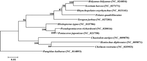 Figure 1. Maximum-likelihood phylogenetic tree was constructed based on 1st and 2nd codon sequences of 13 protein coding genes of 11 species.