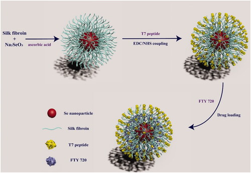 Scheme 1. Schematic illustration for preparation of FTY720@T7-SF-Se NPs.