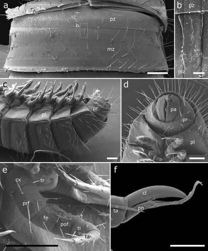 Figure 6. Siphonethus dudleycookeorum sp. nov., female paratype (ZFMK-MYR10094; a-e) and male holotype (ZFMK-MYR11376; f) from Great Britain, body-rings and legs, SEM images. (a) Body-ring, dorsal view. (b) Details (mesal rectangular structure) of (a). (c) Posterior body-rings and preanal ring, lateral view. (d) Posterior body-rings and preanalring, ventral view. (e) Ultimate walking leg. (f) Detail of claw with paronychium. Scale: a, c-e = 100 µm, b = 10 µm, f = 20 µm. Abbreviations: cl = claw, cx = coxa, fe = femur, mz = metauonite, oz = ozopore, pa = paraproct, pof = postfemur, pl = pleurite, pn = paronychium, pr = preanal ring, prf = prefemur, ta = tarsus, ti = tibia, tr = trochanter.
