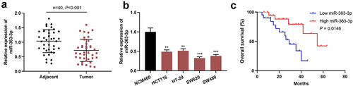 Figure 1. MiR-363-3p was lowly expressed in CRC tissues and cells A. qRT-PCR was used to detect the expression of miR-363-3p in 40 CRC tissues (Tumor group) and adjacent normal tissues (Adjacent group), and U6 served as the internal control. B. qRT-PCR was used to detect the expression of miR-363-3p in the immortalized colonic epithelial cell (NCM460) and CRC cells (HCT116, HT-29, SW620, and SW480), and U6 was used as the internal control. C. Kaplan-Meier method was used to compare the survival time of the patients with high or low expression of miR-363-3p. The error bars represented the mean ± SD of at least three independent experiments. Compared with the adjacent group or NCM460 cell, **P< 0.01 and ***P< 0.001.