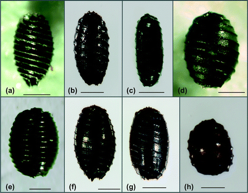 Figure 3. Lateral view of the oospores of the charophytes (scale bars = 200 µm). (a) C. aspera with prominent ridges and basal cage (Michaelsdorf, 0–5 cm sediment depth); (b) intermediate form of the C. canescens/C. aspera group without basal cage (Michaelsdorf, 5–10 cm sediment depth); (c) C. canescens, elongated form (Breitling/Stove, 0–5 cm sediment depth); (d) C. canescens, ovoid form (Orth, 0–5 cm sediment depth); (e) C. baltica/C. horrida group (Rügen/Vilm, 0–5 cm sediment depth); (f) C. globularis/C. virgata group with a apical rosette (Breitling/Stove, 0–5 cm sediment depth); (g) L. papulosum (Lehmkenhafen, 5–10 cm sediment depth); (h) T. nidifica (Breitling/Stove, 0–5 cm sediment depth).