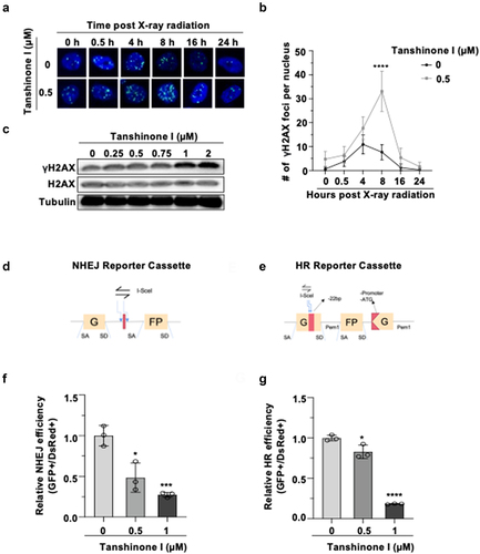 Figure 2. Tanshinone I suppresses the recruitment of γH2AX and inhibits HR and NHEJ repair in Hep3B cells.