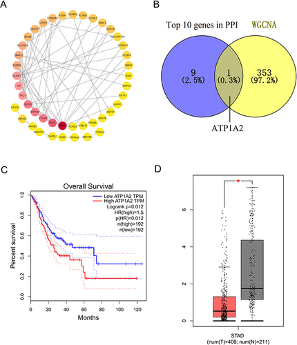 Figure 7 Identification of prognostic genes. (A) PPI network of DERGs. (B) Overlap of top 10 DERGs and key module genes. Survival analysis (C) and expression analysis (D) of ATP1A2 genes in GC by GEPIA. *p < 0.05.