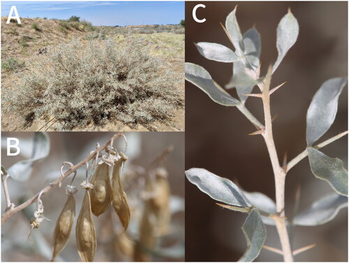 Figure 1. Ammodendron bifolium: Vegetative morphology. A. Plant; B. Fruits (pods flat, long, and round lanceolate); C. Stipular thorns (the stipules are thorn-like, the leaflets are arranged in an opposite pattern, and both surfaces of the leaflets are covered with silvery-white sericeous hairs). Photo taken by Xiaojun Shi in Huocheng County.