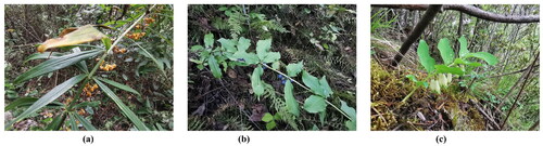 Figure 1. Photographs of Polygonatum hunanense (a), P. verticillatum (b), and P. caulialatum (c) taken by Si-Rong Yi at Wushan (N31°00′, E109°75′) and Chengkou (N31°85′, E109°12′; N32°05′, E108°83′, respectively), Chongqing, China. Core features: (a) rhizome ginger-like, 2–4 cm in diameter. Stem over 100 cm tall; leaves whorled, opposite, or alternate, elliptic to oblong-lanceolate, 8–25 cm long, 1.5–3.5 cm wide, apex cirrose to curved. Inflorescences with 2–10 flowers, pedicels 4–10 mm long. Perianth white, light yellow-green, or light purple, 6–9 mm long, cylindrical, slightly constricted in the middle. Berries spherical, yellow when ripe, 6–7 mm in diameter, with 10–20 seeds. (b) Rhizome, internode 2–3 cm long, thick at one end and thin at the other end. Stem 40–80 cm tall, with three leaves in whorls, elliptical to rectangular, 6–10 cm long, 2–3 cm wide, apex acute to acuminate. Inflorescence with 1 or 2–4 flowers, pedicels 1–2 cm long. Flowers pendulous, bracts small or absent. Perianth pale yellow or light purple, 8–12 mm long, lobes 2–3 mm long. Berries, red, 6–9 mm in diameter, 6–12-seeded. (c) Rhizome moniliform, 1.5–2.5 cm in diameter. Stem 40–80 cm tall, leaves 7–15, alternate, oblong, 8–15 cm long, 3.5–5 cm wide. Inflorescences axillary, 1–2-flowered, sparsely 3-flowered; pedicels 2.5–3.5 cm long. Corolla campanulate terete, 2.8–3.2 cm long, 8–10 mm in diameter, green-white. Berries subglobose, red, 8–15 mm in diameter, 3-loculed, 2–4 seeds per locule; seeds subglobose, 3.2–4 mm in diameter.