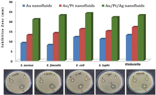 Figure 4 The results of trimetallic Au/Pt/Ag-based nanofluid treatment for an enhanced antibacterial response; “A,” “B” and “C” in the agar plates correspond to Au, Au/Pt and Au/Pt/Ag nanofluid, respectively.