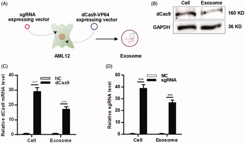 Figure 3. AML12-Exos efficiently encapsulate CRISPR/dCas9-VP64 system. (A) Schematic representation of the exosomes encapsulation procedure; (B) western blot analysis of the expression of protein dCas9 in the isolated exosomes and the parental cells. GAPDH served as the loading control; (C) expression of dCas9 mRNA in the isolated exosomes and the parental cells was analyzed by qPCR; (D) expression of sgRNA in the isolated exosomes and the parental cells was analyzed by qPCR. Negative control served as NC. Data are expressed as mean ± SEM of three different experiments. ***p < .005.