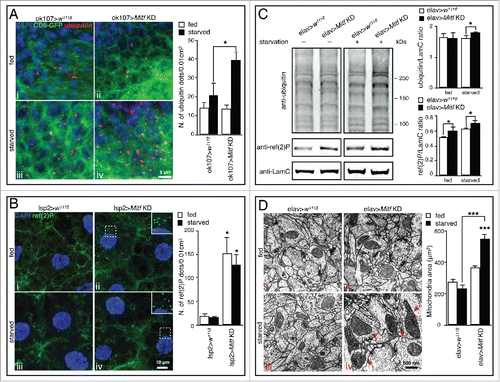 Figure 2. Cellular phenotypes induced by Mitf knockdown. (A) Orthogonal projection of z-stacks confocal microscopy images of adult brain from fed and starved control flies or from flies in which Mitf was silenced using the mushroom body specific driver (ok107-GAL4). Tissues were stained with a polyubiquitin antibody (red) and mounted in DAPI (blue); CD8-GFP (green) labels cell membranes. Graph shows means of number of polyubiquitinated dots per 0.01 cm2 area. (B) Orthogonal projection of z-stacks confocal microscopy images of fat body from fed and starved control larvae or from larvae in which Mitf was silenced using the fat body specific driver (lsp2-GAL4). Tissues were stained with a ref(2)P antibody (green) and mounted in DAPI (blue). The regions within the dotted box are magnified in the insets (7x). Graph shows means of number of ref(2)P dots per 0.01 cm2 area. (C) Immunoblot against polyubiquitin and ref(2)P in fed and starved head extracts taken from control flies and from flies in which Mitf was silenced using the pan-neuronal driver (elav-GAL4). LamC was used as a loading control. Graph shows ubiquitin/LamC and ref(2)P/LamC quantification ratios. Experiments were performed in triplicate and band intensities were quantified using ImageJ software. (D) TEM images of fed and starved adult brains from control flies, and from flies in which Mitf was silenced using the pan-neuronal driver (elav-GAL4). Arrowheads show giant mitochondria detected in starved Mitf-knockdown animals. Graph shows the mean area of mitochondria. Measurement of mitochondrial area was performed using ImageJ software and at least 100 mitochondria/group were analyzed. Experiments were performed in triplicate and error bars represent SEM. *, P < 0.05; ***, P < 0.0005 by the Student t test.