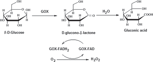 Figure 1. Schematic diagram of GOD reaction; glucose oxidase catalyzes the oxidation of β-D-glucose by molecular oxygen to δ-gluconolactone.