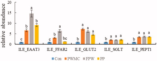 Figure 2. Nutrient absorption-related mRNA expression in ileum (ILE) on 35-day-old broilers. Excitatory amino acid transporter 3 (EAAT 3), free fatty acid receptor 2 (FFAR 2), glucose transporter 2 (GLUT 2), sodium-dependent glucose cotransporters 1 (SGLT 1) and Peptide transporter 1 (PEPT 1). a,b,cMeans within the same rows without the same superscript letter are significantly different (p < .05).