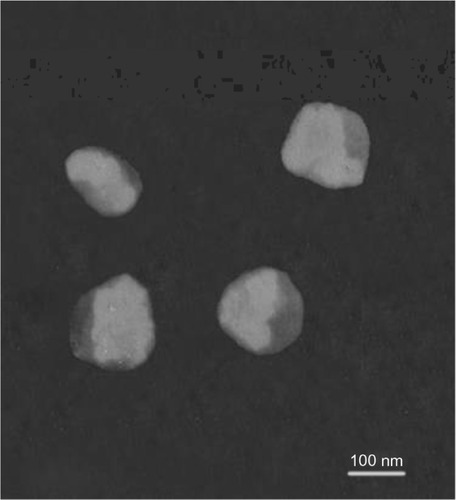 Figure 1 Microphotographs of TP ethosomes by TEM (scale bar, 100 nm).Abbreviations: TP, testosterone propionate; TEM, transmission electron microscopy.