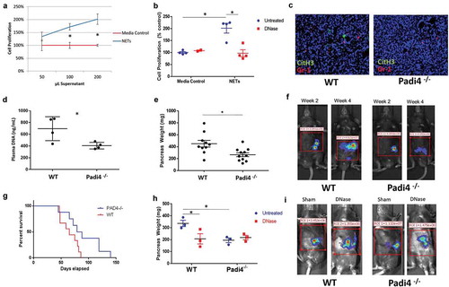 Figure 1. NET-deficient Padi4−/− mice demonstrate decreased pancreatic tumor burden, decreased NETs, decreased DNA and increased survival. Addition of NET supernatant to Panc02 cells results in a dose-dependent increase in cell proliferation compared with media control (A). Treatment of NET supernatant with DNase reverses this proliferative effect, while it has minimal effect on media control (B). Immunofluorescence imaging of resected orthotopic pancreatic tumors demonstrates the absence of NETs in KO tumors (Citrullinated Histone H3:green, Gr-1:red, C). Plasma from orthotopic tumor-bearing WT mice demonstrates increased DNA compared with Padi4−/− consistent with upregulation of NETs (D, 695 ± 102 ng/ml vs. 406 ± 28.2 ng/ml, p = .03). Orthotopic tumor-bearing mice demonstrate increased tumor burden at sacrifice (E, 451 ± 55 mg vs. 266 ± 32 mg, p = .01; n = 4) and increased tumorigenesis by IVIS imaging (F, 2.4e7 photon flux vs. 1.6e6 photon flux, p = .05, n = 5). Survival of Padi4-deficient tumor-bearing mice was markedly improved (G, median 118 days vs 41 days; p = .02). DNase treatment of orthotopic tumor-bearing mice decreases tumor burden in NET bearing but not NET deficient mice as assessed by tumor weight (H, 336 mg vs. 206 mg, p = .05; 195 mg vs. 217 mg, p = .29, n = 5), and IVIS (I, 9.9e5 photon flux vs. 3.8e5 photon flux, p = .05).