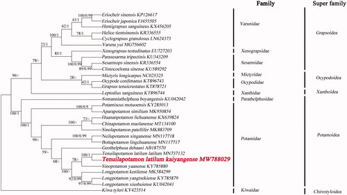 Figure 1. Phylogenetic maximum-likelihood (ML) tree of Tenuilapotamon latilum kaiyangense and related brachyurans based on 13 PCGs nucleotide sequences from the mitochondrial genome. The numbers are Bayesian inference (BI) proportions and ML proportions. The differences between the ML and BI trees are indicated by ‘-’.