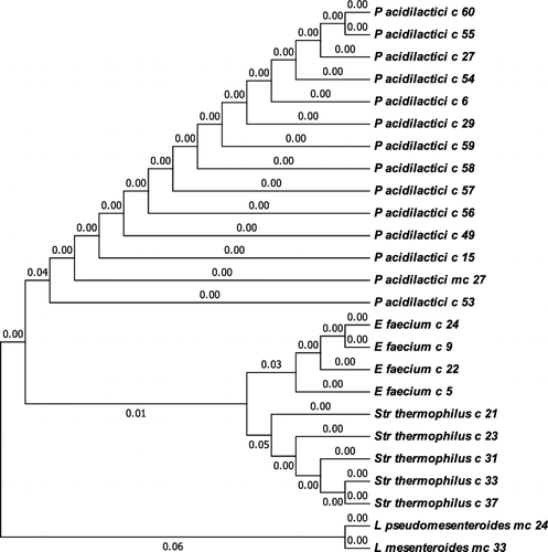 Figure 2. Phylogenetic tree of Lactic acid cocci based on 16S rRNA gene sequences using.