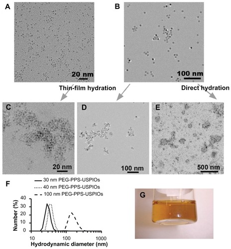 Figure 1 Characterization of USPIOs and PEG-PPS-USPIO micelles. HRTEM images of (A) 3 nm and (B) 12 nm hydrophobic, oleic acid-stabilized USPIO cores (γ-Fe2O3), which were synthesized via thermal decomposition. To render particles water-soluble, they were coated with PEG-PPS block copolymers via thin-film hydration to yield, respectively, (C) 30 nm and (D) 40 nm PEG-PPS-USPIO micelles. (E) 100 nm PEG-PPS-USPIO micelles can also be synthesized via direct hydration using the same feed materials used to create micelles in (D); this TEM image has been counterstained with 3% uranyl acetate. (F) Size-number distributions of these PEG-PPS-USPIO micelles were obtained by dynamic light scattering. (G) As shown in this representative photograph, 40 nm PEG-PPS-USPIOs remain stable in water and do not flocculate even after storage at room temperature over 4 months.Note: Scale bars: (A and C) 20 nm; (B and D) 100 nm; (E) 500 nm.Abbreviations: HRTEM, high resolution transmission electron microscope; PEG, poly(ethylene glycol); PPS, poly(propylene sulfide); TEM, transmission electron spectroscopy; USPIO, ultrasmall superparamagnetic iron oxides.