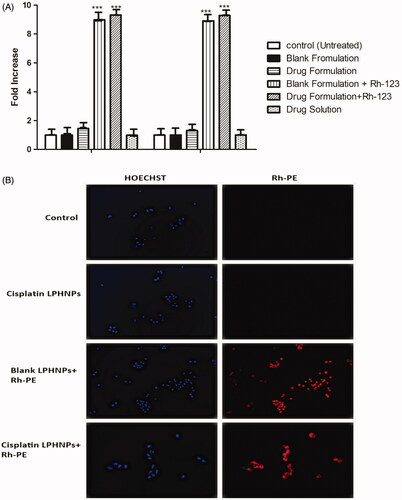 Figure 4. (A) Cell uptake of Rh-123 by the A2780 cell lines. All results indicate mean ± SD, n = 3, ***p < .001. (B) Fluorescence microscopy images of the A2780 cell line.