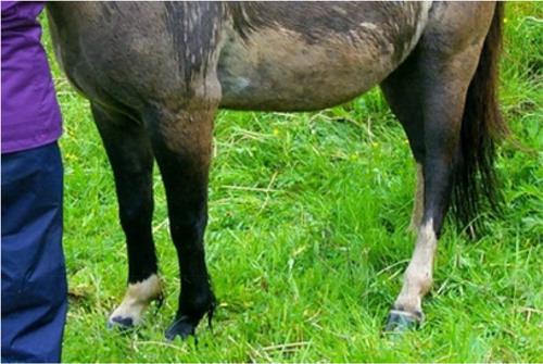 Figure 12. Examples of crypto-tobiano pattern in Hucul horses (Photo: M. Pasternak).