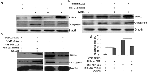 Figure 5. PUMA inhibition by miR-211. A, Western blot assay was used to detect PUMA and cleaved-caspase-3 expression in OGD/R or/and miR-211 mimic or OGD/R or/and anti-miR-211 treated PC12 cells. B, Western blot assay was used to detect PUMA and cleaved-caspase-3 expression in MCAO + miR-211 mimic or MCAO + anti-miR-211 treated rat brain. C, Western blot assay was used to detect PUMA and cleaved-caspase-3 expression in (OGD/R + miR-211 mimic+ PUMA cDNA) or (OGD/R + anti-miR-211 mimic+ PUMA siRNA) treated PC12 cells. D, PC12 cells were transfected with miR-211 mimic + PUMA cDNA or anti-miR-211+ PUMA siRNA, then subject to OGD/R. Apoptotic cells was measured by flow cytometric analysis.*P < 0.05