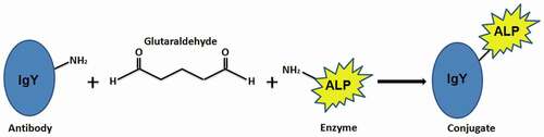 Figure 2. Schematic illustration of the antibody-enzyme conjugation method.