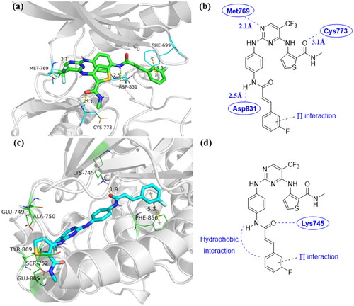 Figure 7. (a) Binding configuration of compound 9u with EGFR (PDB: 1M17); (b) The 2 D model of compound 9u bound to EGFR (PDB: 1M17); (c) Binding configuration of compound 9u with EGFR (PDB: 6DUK); (d) The 2D model of compound 9u bound to EGFR (PDB: 6DUK).