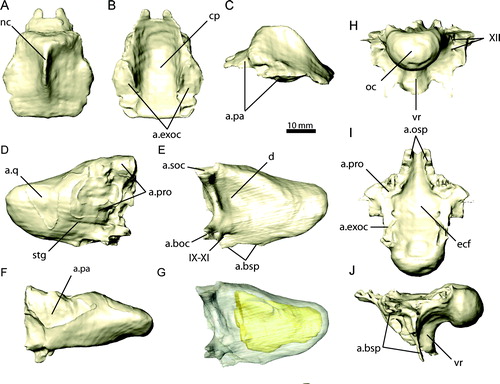 FIGURE 11. Braincase elements of Erlikosaurus andrewsi (IGM 100/111). Supraoccipital in A, dorsal, B, ventral, and C, left lateral views. Right exoccipital/opisthotic in D, rostral, E, G, caudal, and F, dorsal views. Basioccipital in H, caudal, I, dorsal, and J, left lateral views. Bone in G rendered transparent to visualize internal pneumatic structures (in yellow). Abbreviations: a.boc, basioccipital articulation; a.bsp, basisphenoid articulation; a.exoc, exoccipital articulation; a.osp, orbitosphenoid articulation; a.pa, parietal articulation; a.pro, prootic articulation; a.q, quadrate articulation; a.soc, supraoccipital articulation; cp, cerebellar prominence; d, depression; ecf, endocranial floor; nc, nuchal crest; oc, occipital condyle; vr, vertical ridge; stg, stapedial groove; IX–XI, foramina for the glossopharyngal, vagus, and spinal accessory nerves; XII, foramen for the hypoglossal nerve.