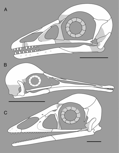 Figure 8 Reconstructions of the skulls of enantiornithines: A, Shenqiornis mengi; B, Rapaxavis pani; C, Pengornis houi. All scale bars = 1 cm.